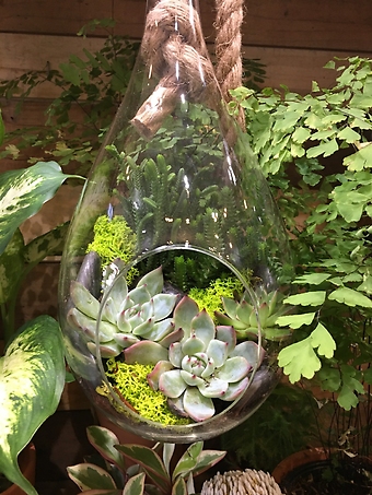 HANGING TERRARIUM