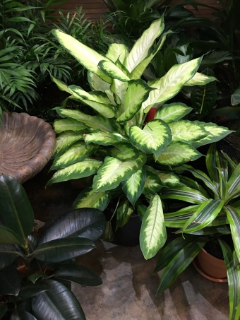 DIEFFENBACHIA