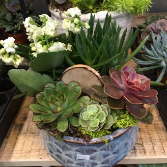 SUCCULENT GARDEN