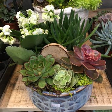 SUCCULENT GARDEN
