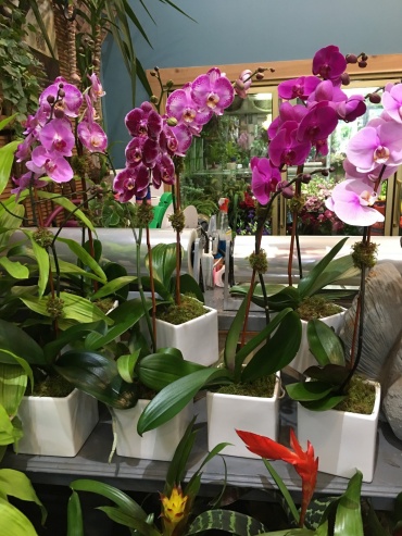 PHALAENOPSIS ORCHIDS