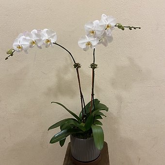 DOUBLE STEM ORCHID