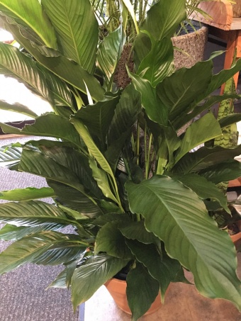 PEACE LILY
