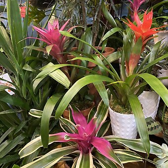 BROMILIADS