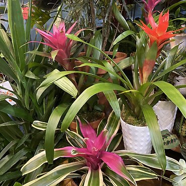 BROMILIADS