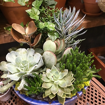 SUCCULENT GARDEN