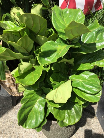 FIDDLE LEAF FIG