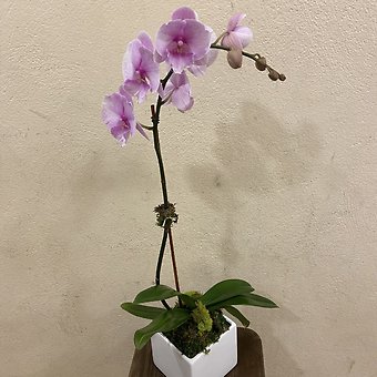 SINGLE STEM ORCHID