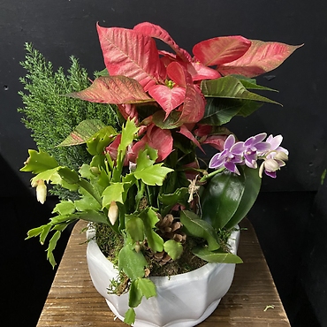 FESTIVE PLANT GARDEN