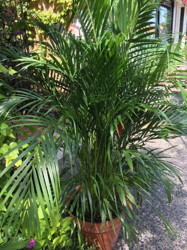 ARECA PALM