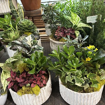 DISH GARDENS