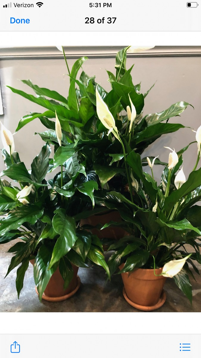 Spathiphyllum - Peace Lily