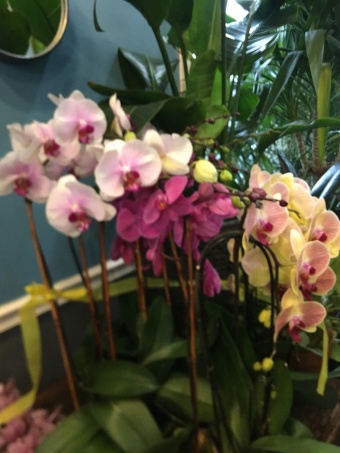 Phalaenopsis orchids